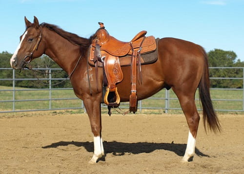 How to Use a SaddleRight Pad with Treeless Saddle